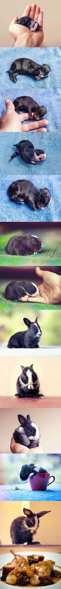 Une histoire de petit lapin