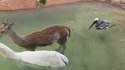 Aviez-vous déjà vu un oiseau embêté ?