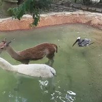 Aviez-vous déjà vu un oiseau embêté ?