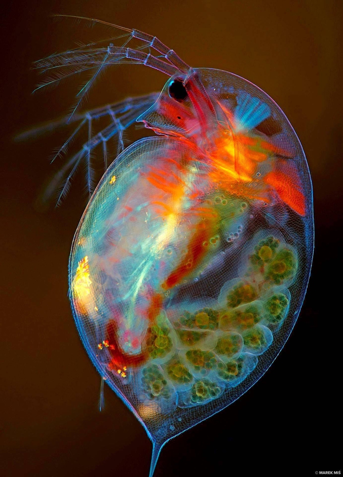 Ce cliché tout en couleur montre un Daphnia magna femelle, un petit crustacé planctonique mesurant entre 1,5 et 5 mm, portant des œufs dans sa poche reproductrice transparente.

D. magna se reproduit par parthénogenèse cyclique (à partir d'un gamète femelle non fécondé). On trouve cet animal étonnant dans divers habitats d'eau douce, dans l'hémisphère nord et en Afrique du Sud.