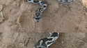 Serpent à lunettes