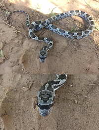 Serpent à lunettes