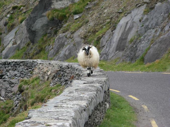 Un mouton qui ne tient pas à finir tout de suite en tapis.