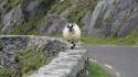 Mouton prudent