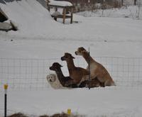 "Les vigognes sont de retour..."