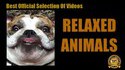 Des animaux heureux et relax.