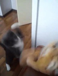 Eye of the tiger