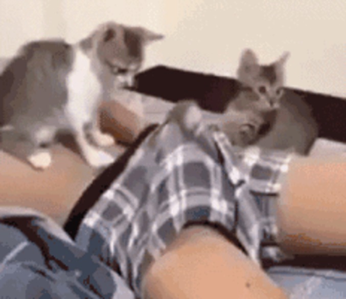 Chat piteau