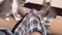Chat piteau