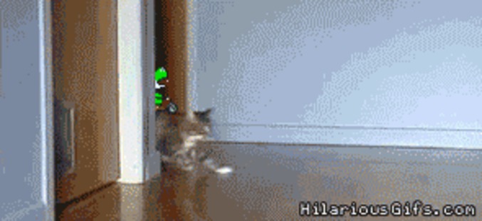 Mario Cat