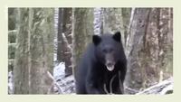 Intéressant-Comment survivre à une attaque d'ours ? 