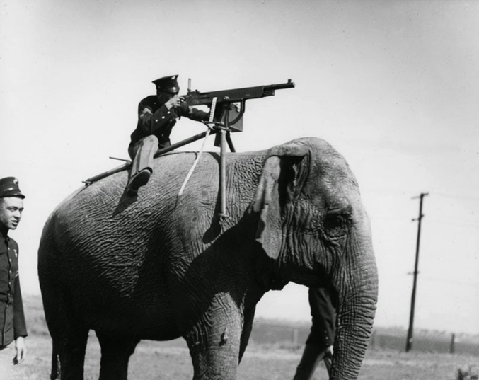 1914, un caporal de l'armée américaine pointant un Colt M1895 depuis un éléphant du Sri-Lanka. Il s''agit plus probablement d'une image de publicité que d'une réelle étude, l'éléphant n'appréciant pas trop le bruit de l'arme à quelques centimètres de ses oreilles.