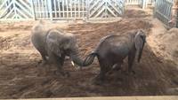 Scatophilie pachydermique