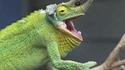 Un caméléon et son bébé