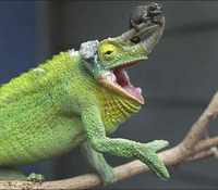 Un caméléon et son bébé