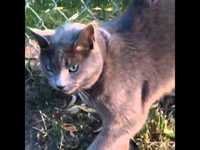 Miaou ?