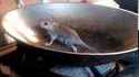 Mouse tries to escape from pan