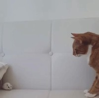 L'instinct du chasseur