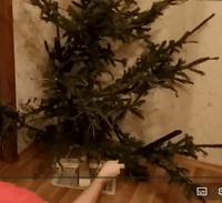 Méthode radicale après les fêtes pour faire tomber les aiguilles du sapin.