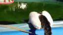 Surprendre un chat au bord de l'eau