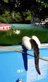 Surprendre un chat au bord de l'eau