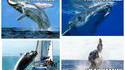 Je suis une baleine