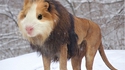 Le lionster
