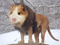 Le lionster