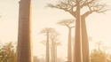Les baobabs de Madagascar 