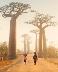 Les baobabs de Madagascar 