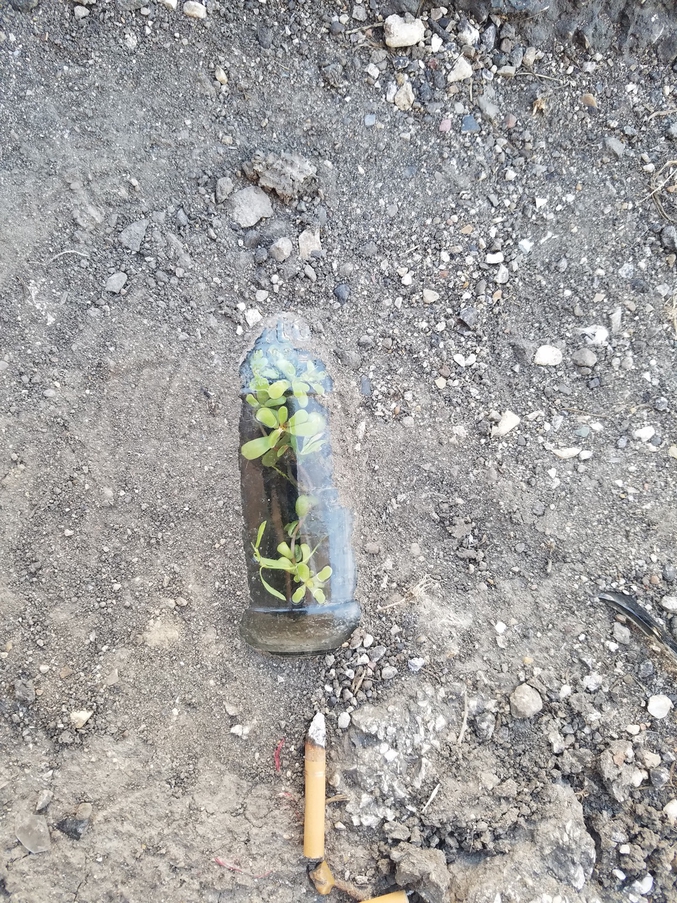 Une plante pousse dans une bouteille de verre fichée en terre.