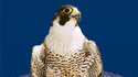 Falcon punch !