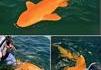 Un requin orange aux yeux blancs 