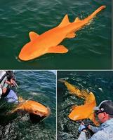 Un requin orange aux yeux blancs 