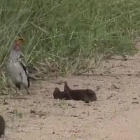 Bouge chérie je m’en occupe 