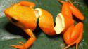Grenouille orange