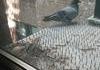 surement un pigeon hindou