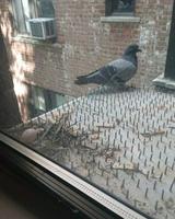 surement un pigeon hindou