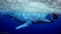 Saut de baleine
