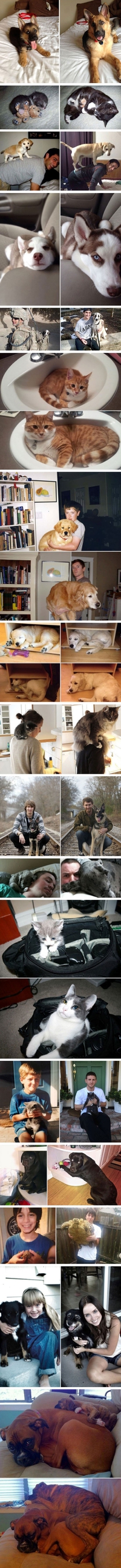 Avant / Après des animaux de compagnie