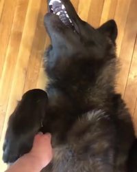 Qui a peur du grand méchant loup ?