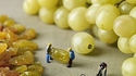 Comment on fait les raisins ?