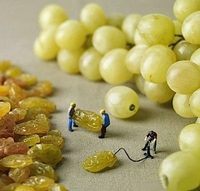 Comment on fait les raisins ?