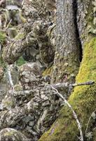 C’est un coup à se faire pisser dessus 