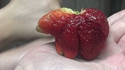 Fraise animal
