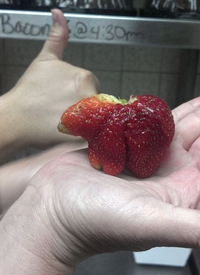 Fraise animal