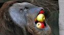Phil Good, ce grand gourmand