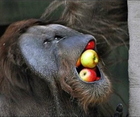 Phil Good, ce grand gourmand
