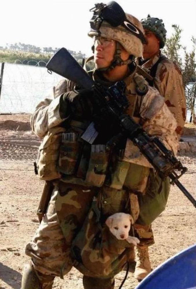 Un chiot dans l'armée