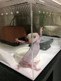 Lézard sexy